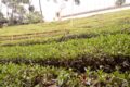 Tea gardens Tour
