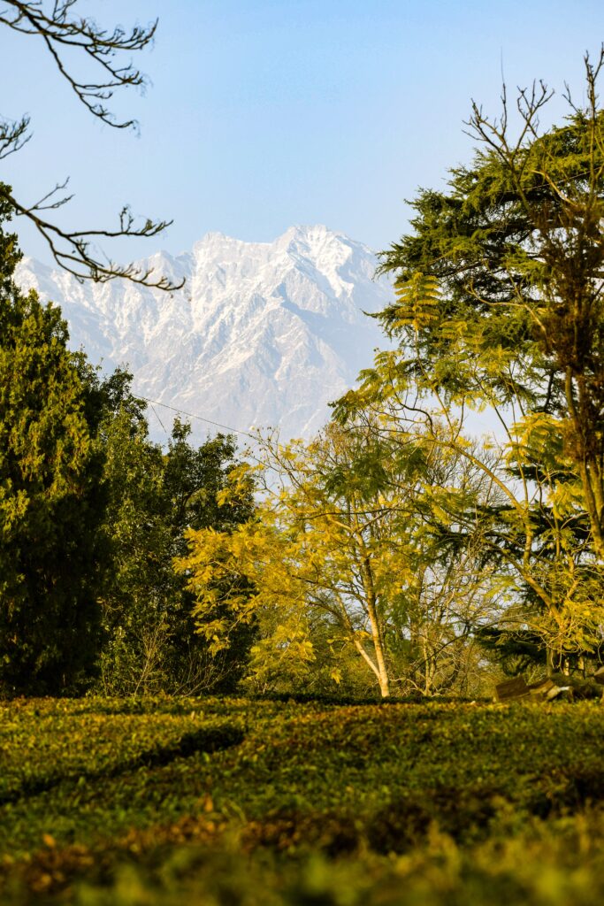 Tea gardens